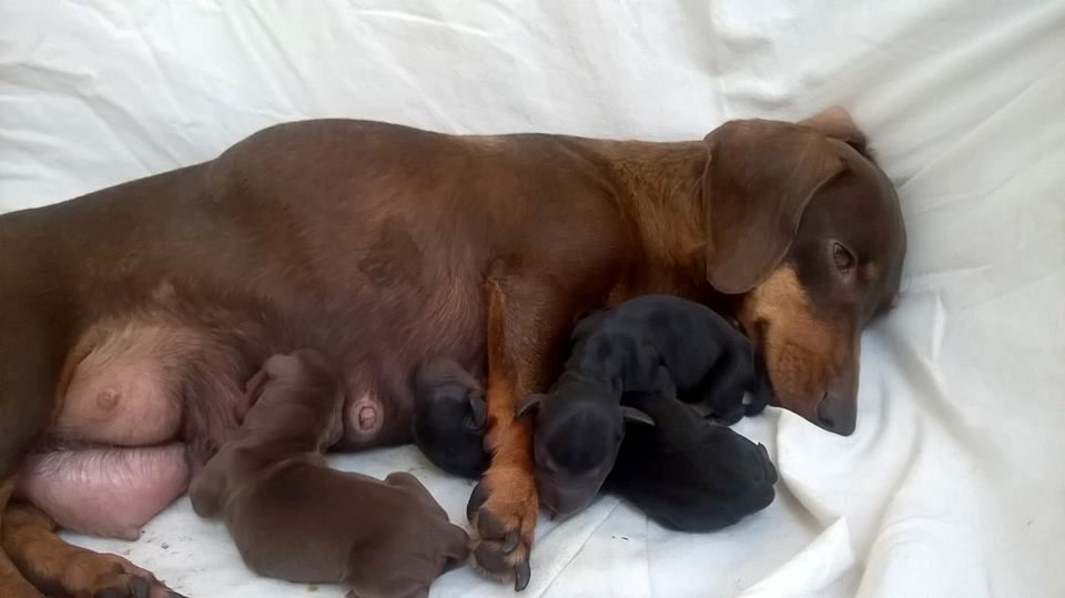 Stéphanie Lesnik Bernon - Une nouvelle naissance...