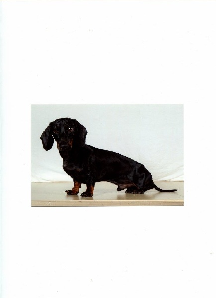 Chiots nés chez nous...