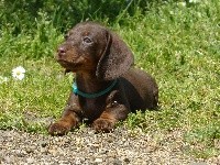 Peanuts